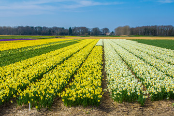 Fototapeta na wymiar field of yellow dutch daffodil flowers in Dutch field with blue sky background