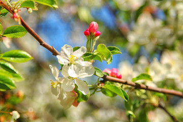 Spring blossoms, apple tree flowers. nature background