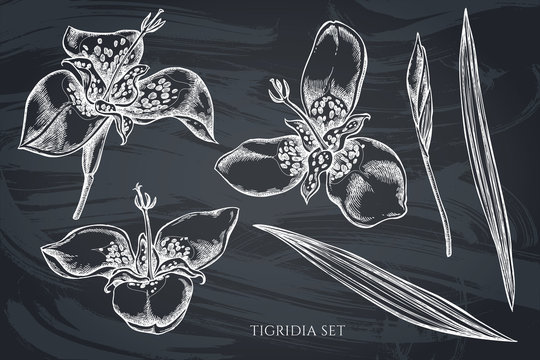 Vector collection of hand drawn chalk tigridia