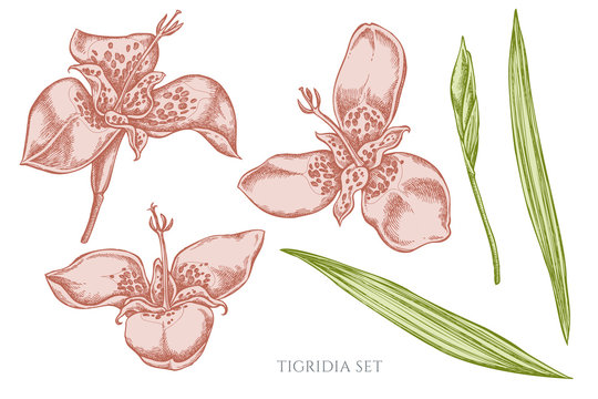 Vector collection of hand drawn pastel tigridia