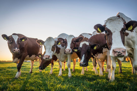 Cows