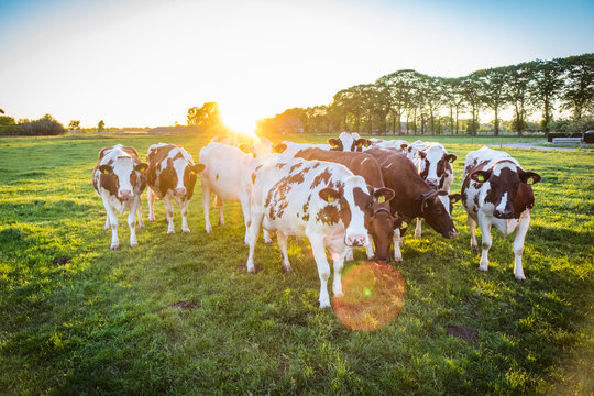 Cows