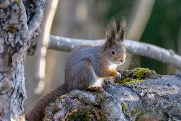 Naklejka na ściany i meble Close up of a squirrel sitting in a tree