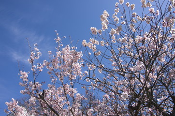 十六日桜（Jūrokunichi Sakura）