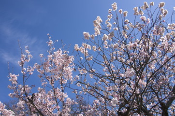 十六日桜（Jūrokunichi Sakura）