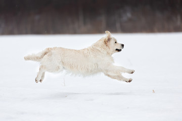 Happy golden retriever dog running fast in the field in winter