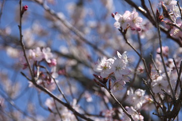 十六日桜（Jūrokunichi Sakura）