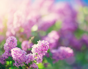 Lilac flowers blooming outdoors