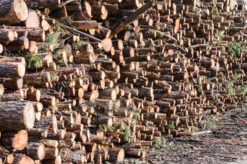 wood cut and stacked in the factory