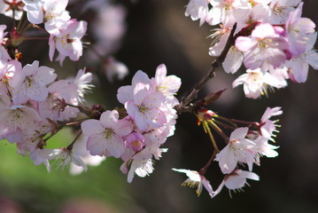 十六日桜（Jūrokunichi Sakura）