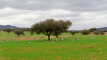 common to eating in a meadow crane