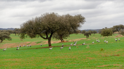 common to eating in a meadow crane