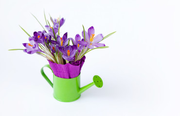 Bouquet of crocus in a green watering can, and sweets on a white background. Space for text 