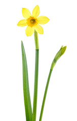 Single narcissus flower isolated on a white background