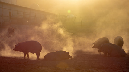 Iberian pig in the meadow