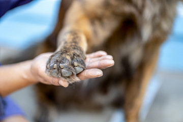 Woman holding dog leg in hand with love.