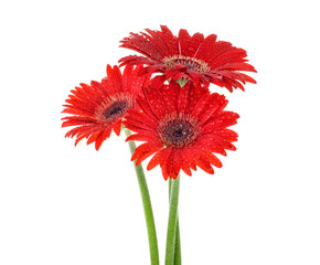 Three red gerbera flowers with water drops on a white background