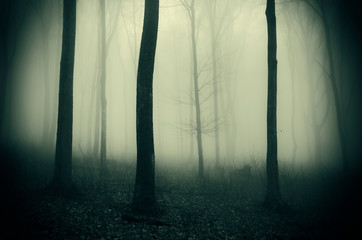 forest trees in dense fog, mysterious woods landscape