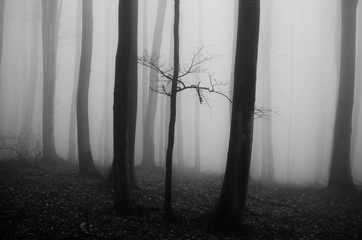 minimal black and white serene forest landscape with trees in fog