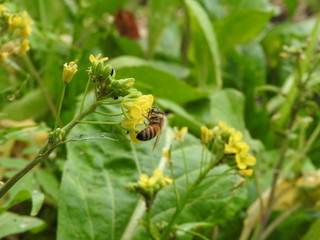 Bee sucking nectar within yellow flower in the vegetable garden in a sunny day. Nectar is collected by bees to make into honey. Eco-friendly vegetable cultivation. Nature, organic,ecosystem  concept.