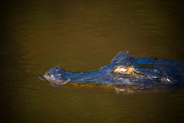 Naklejka premium Black Caiman in marsh environment, Pantanal, Brazil