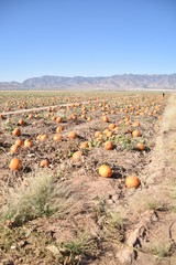 Arizona Autumn pumpkins, pumpkin field, gourdes, ghost pumpkin and squash