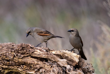 Bay winged Cowbird