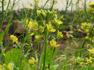 Bee sucking nectar within yellow flower in the vegetable garden in a sunny day. Nectar is collected by bees to make into honey. Eco-friendly vegetable cultivation. Nature, organic,ecosystem  concept.