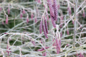 catkins of alder, rose-purple buds of alder