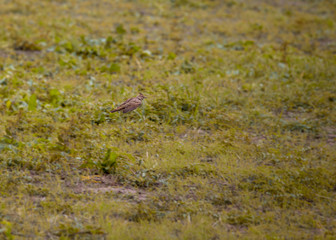 hoopoe in flight