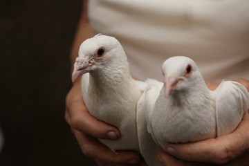 white tame wedding pigeons sit in the hands of the owner