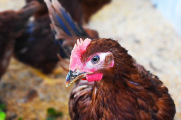 portrait of a brown chicken