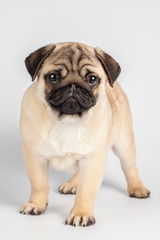 Pug dog isolated on a white background