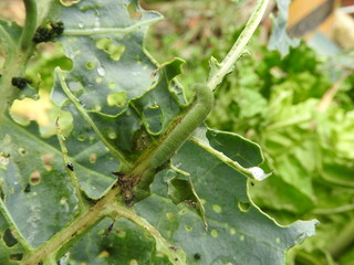 Close up of  leaves of organic green vegetables are eaten by green caterpillars to form many holes in the vegetable garden outdoors in the morning. Eco-friendly planting, nature, organic concept.