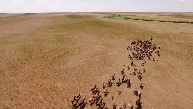 Aerial shot - wild horses