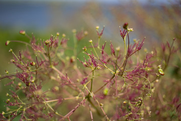 close up shot of colorful spring flowers 