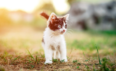 Little furry kitten outdoors