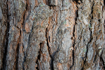 old pine bark background. texture