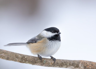 Chickadee