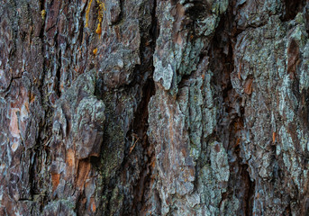 old pine bark background. texture