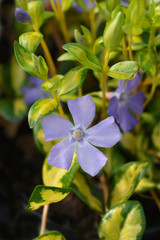 Lesser Periwinkle Illumination