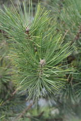 Black pine