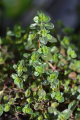 Red Creeping Thyme