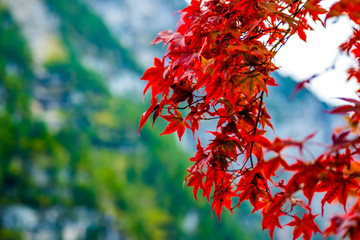 beautiful autumn bright red leaves on the branches