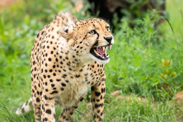 Cheetah bares teeth at threat