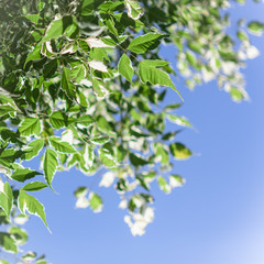 green leaves freshness at spring season and sun on blue sky, green leaves with sun