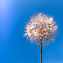 white dandelion on blue sky background, full ball, ready to be blowed, symbol of freedom