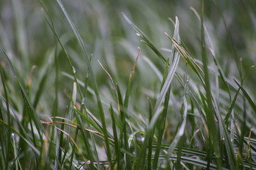 Fototapeta premium grass