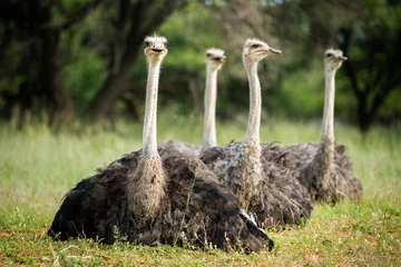 Fotobehang Four female ostriches sitting © Johan