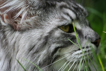 Maine Coon